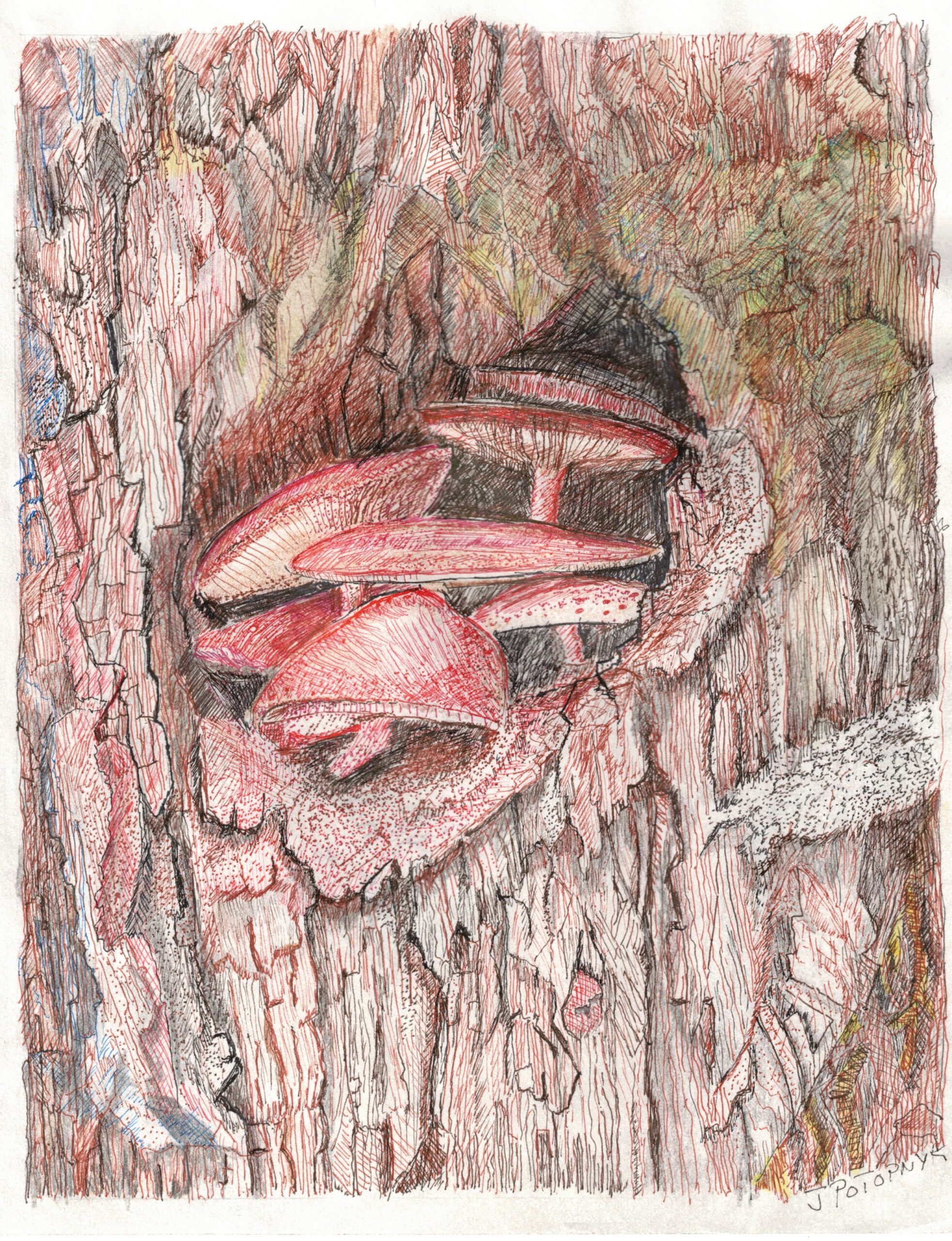 Artwork by Janet Potopnyk